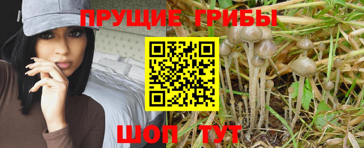 Псилоцибиновые грибы Psilocybe Елец